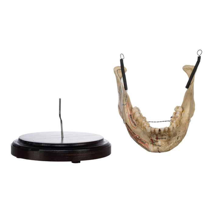 Real Human Mandible on Stand