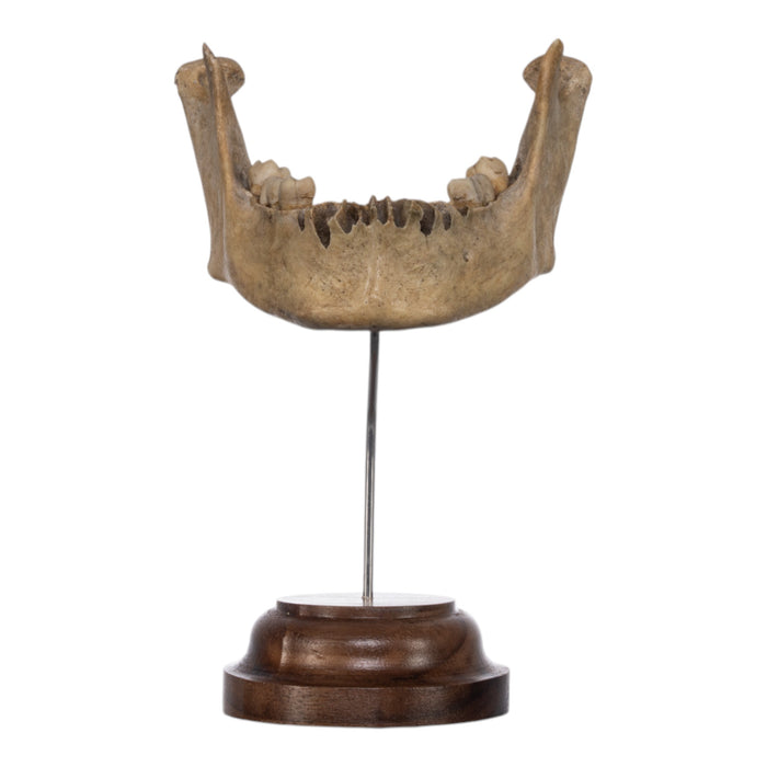 Real Human Mandible on Stand