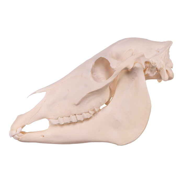 Real Donkey Skull - Sub-adult