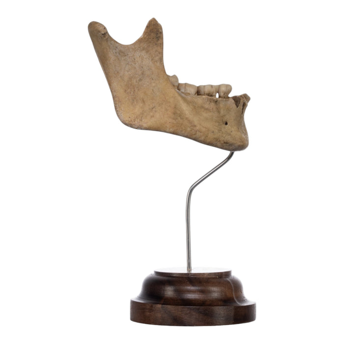 Real Human Mandible on Stand