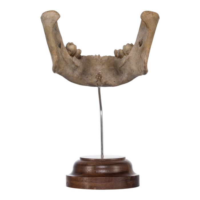 Real Human Mandible on Stand