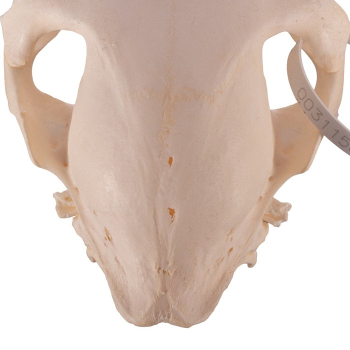 Real Donkey Skull - Sub-adult