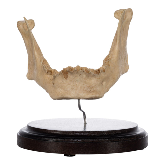 Real Human Mandible on Stand