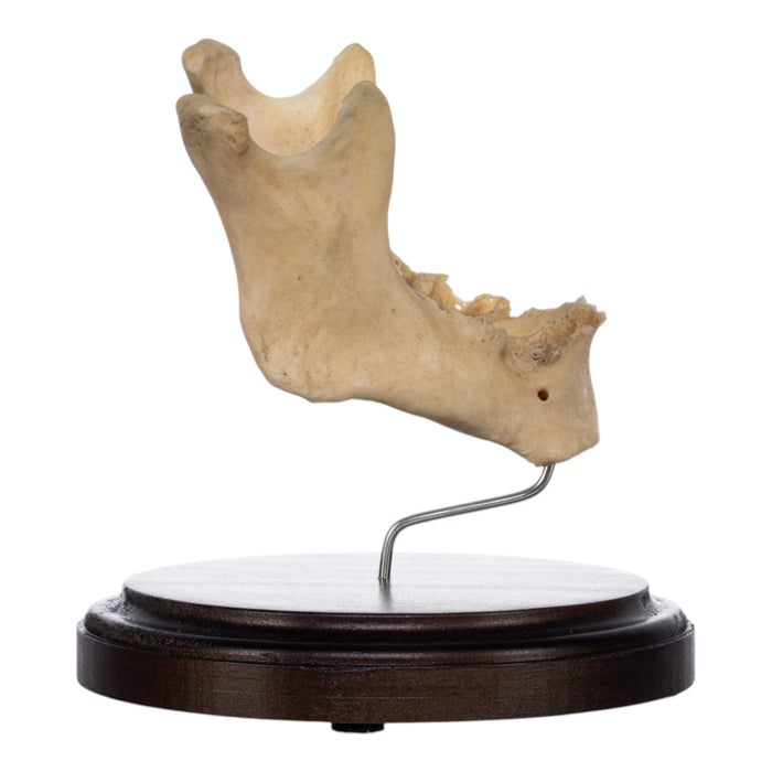 Real Human Mandible on Stand