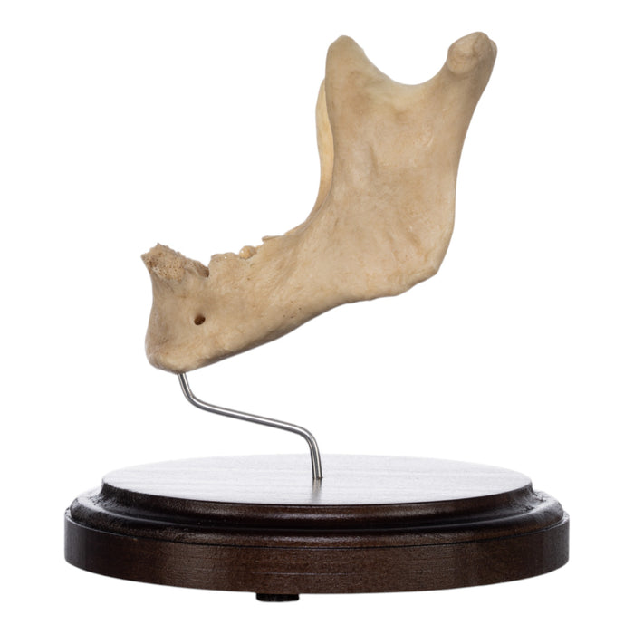 Real Human Mandible on Stand