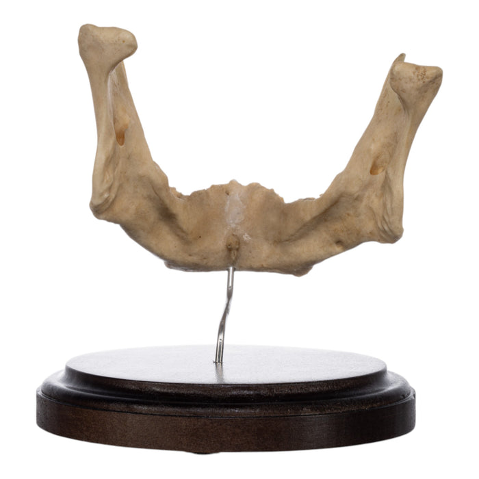 Real Human Mandible on Stand