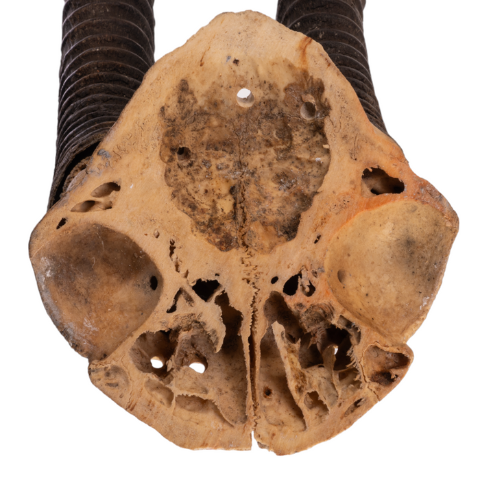 Real Sable Antelope Skull Plate