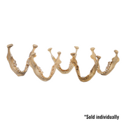 Real Human Mandible - Single