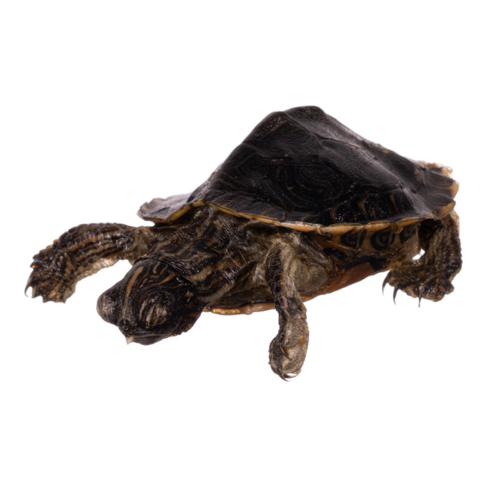 Real Freeze-dried Turtle For Sale — Skulls Unlimited International