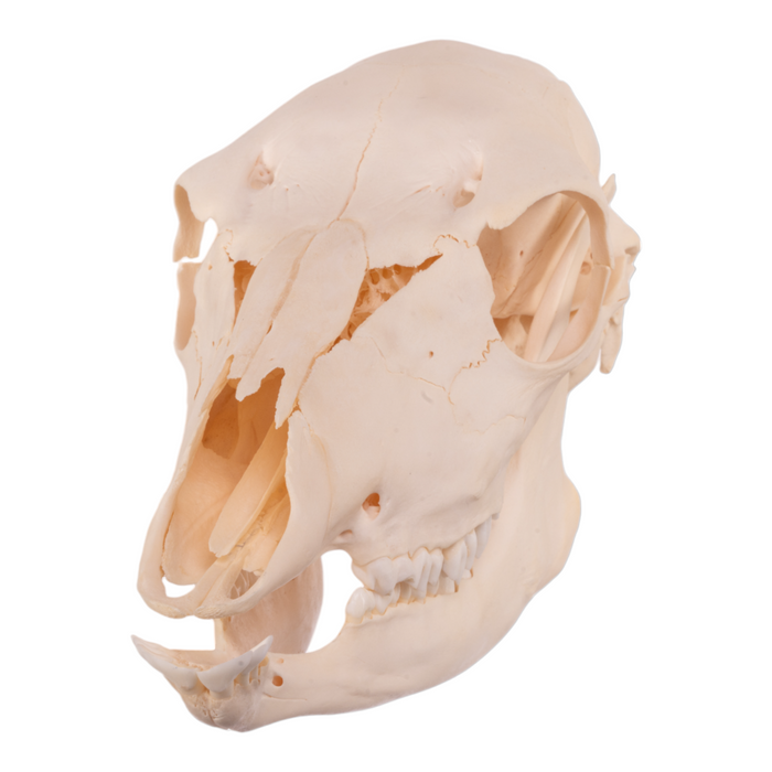 Real Kudu Skull - Juvenile