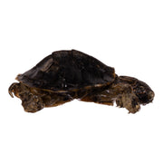 Real Freeze-dried Turtle