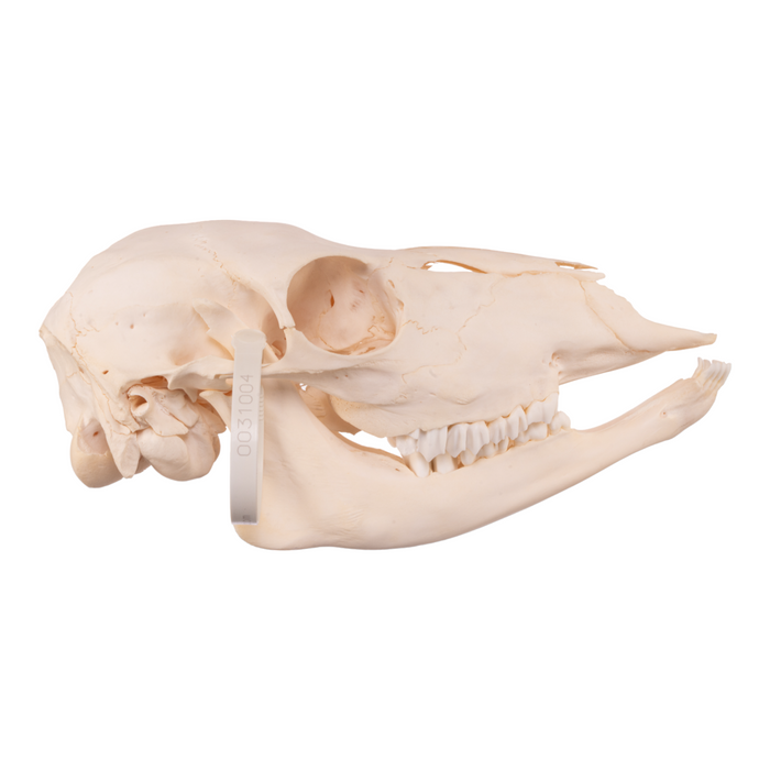 Real Kudu Skull - Juvenile