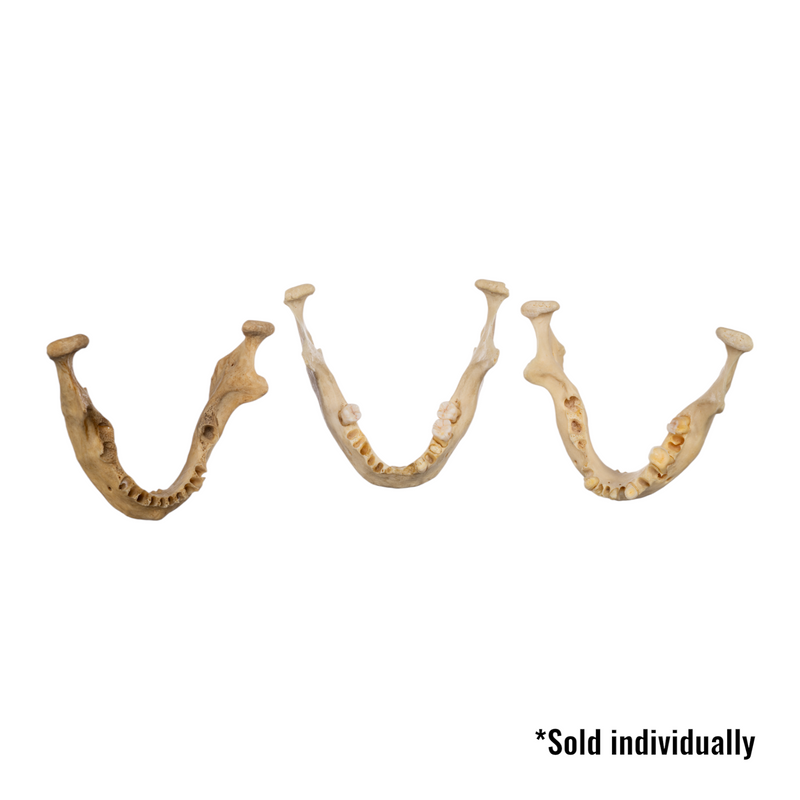 Real Human Mandible - Single