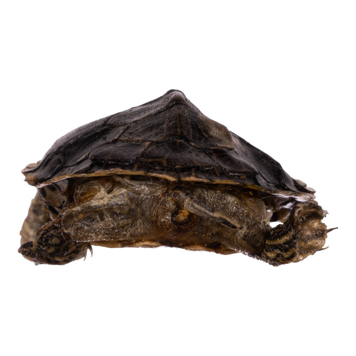 Real Freeze-dried Turtle For Sale — Skulls Unlimited International