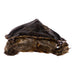 Real Freeze-dried Turtle