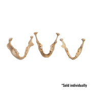 Real Human Mandible - Single