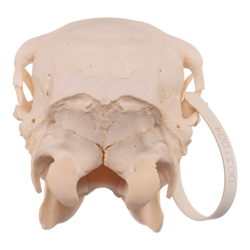 Real Kudu Skull - Juvenile