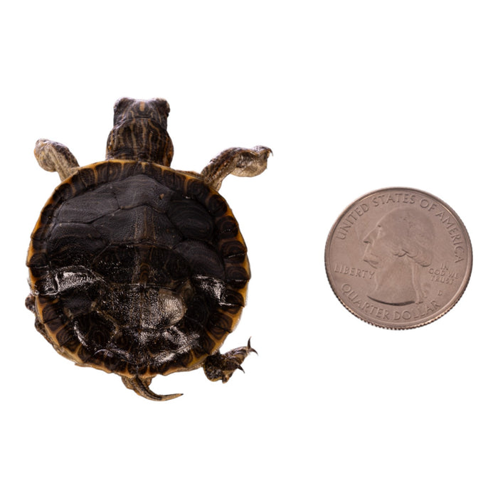 Real Freeze-dried Turtle For Sale — Skulls Unlimited International