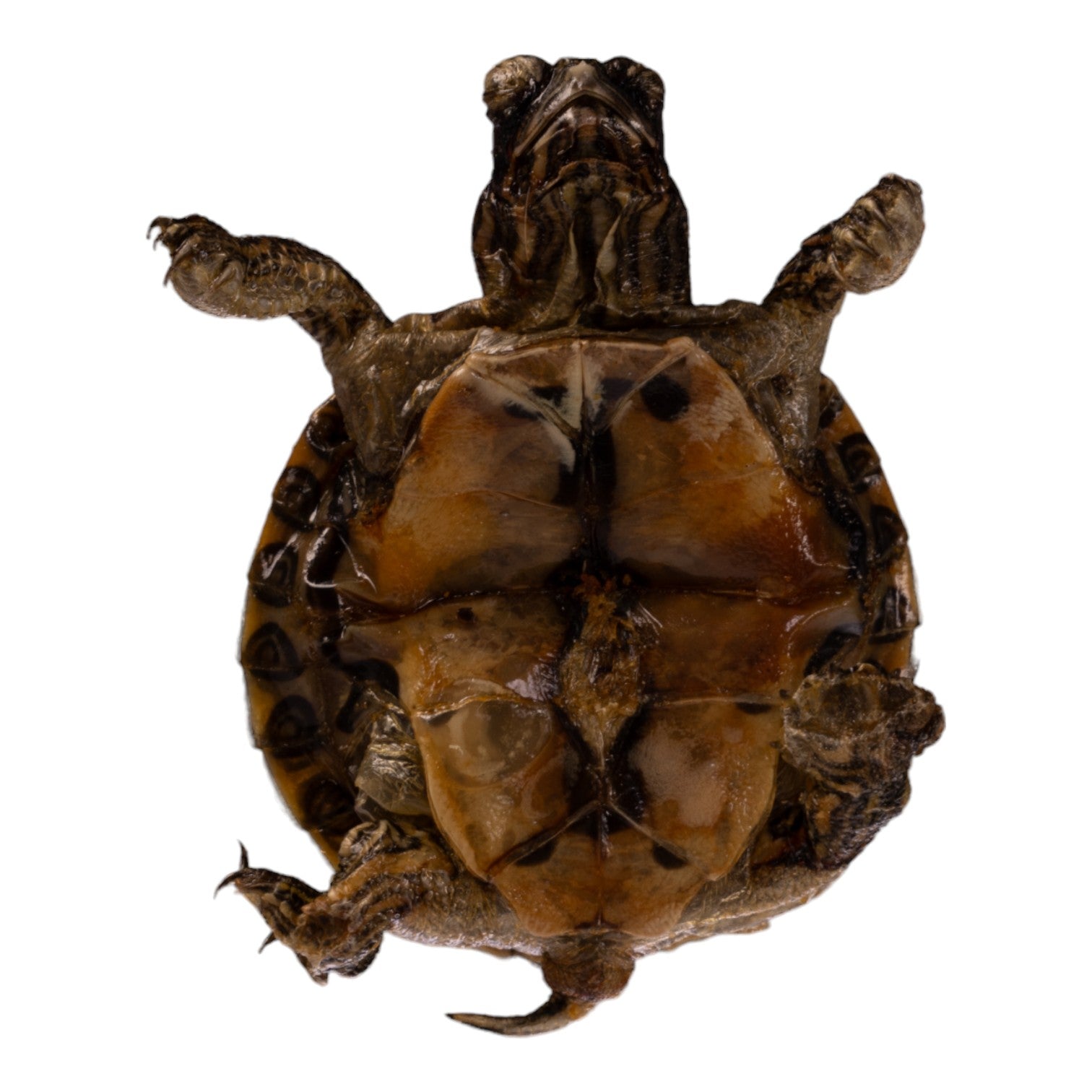 Real Freeze-dried Turtle For Sale — Skulls Unlimited International