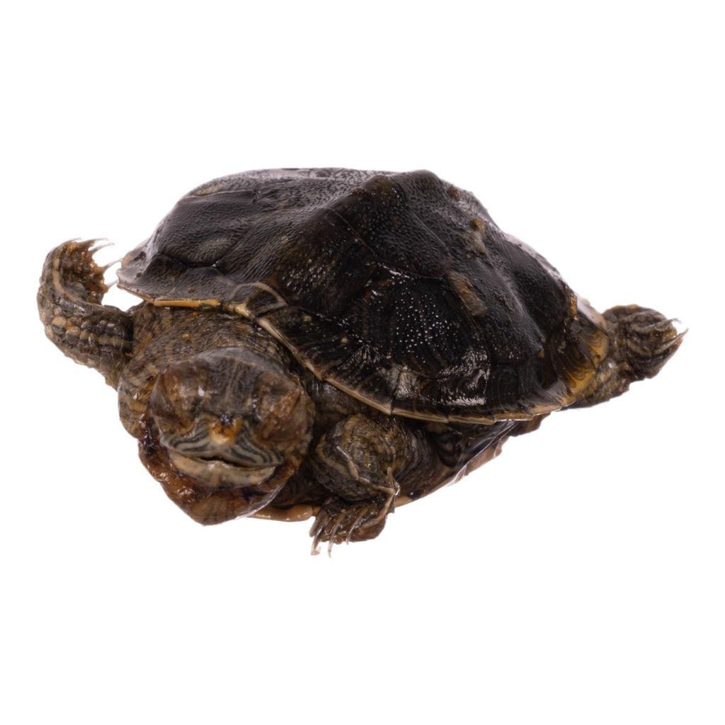 Real Freeze-dried Turtle For Sale — Skulls Unlimited International