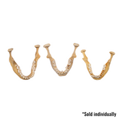 Real Human Mandible - Single