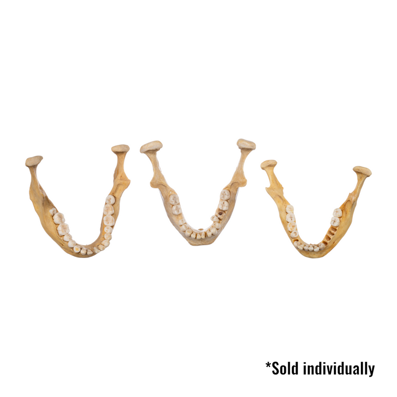 Real Human Mandible - Single