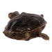 Real Freeze-dried Turtle