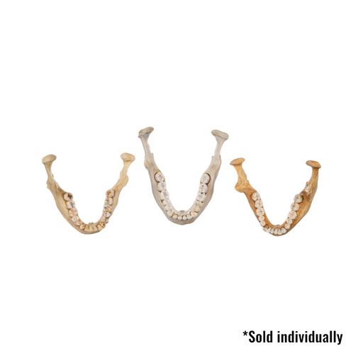 Real Human Mandible - Single