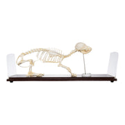 Real Domestic Dog Skeleton - Economy