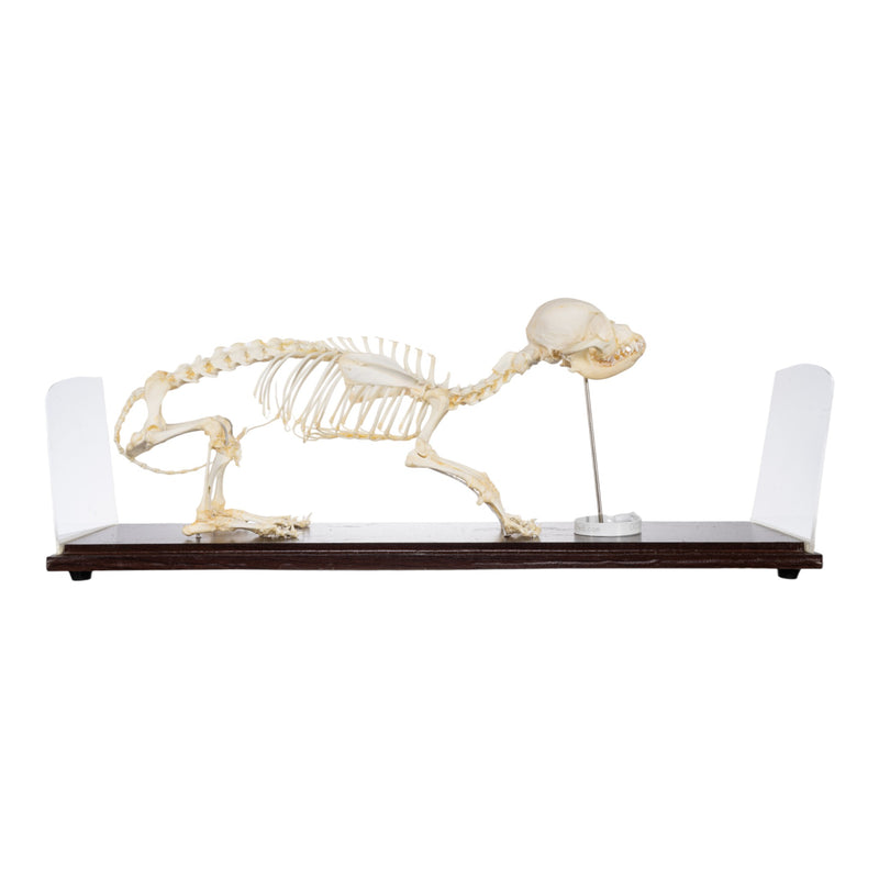 Real Domestic Dog Skeleton - Economy