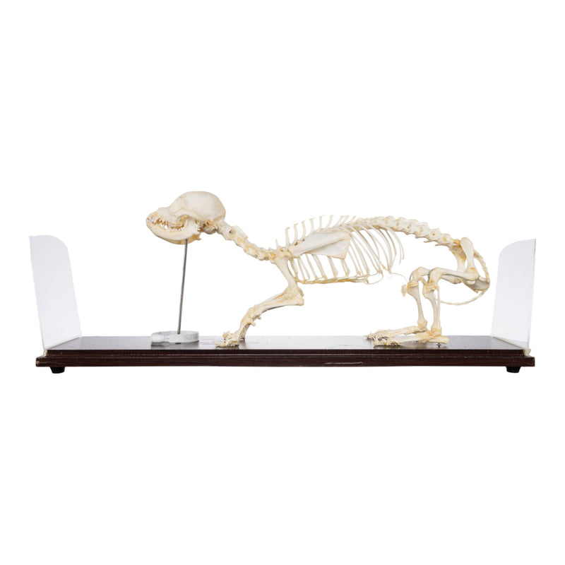 Real Domestic Dog Skeleton - Economy