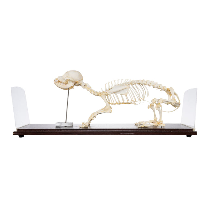 Real Domestic Dog Economy Skeleton