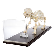 Real Domestic Dog Skeleton - Economy
