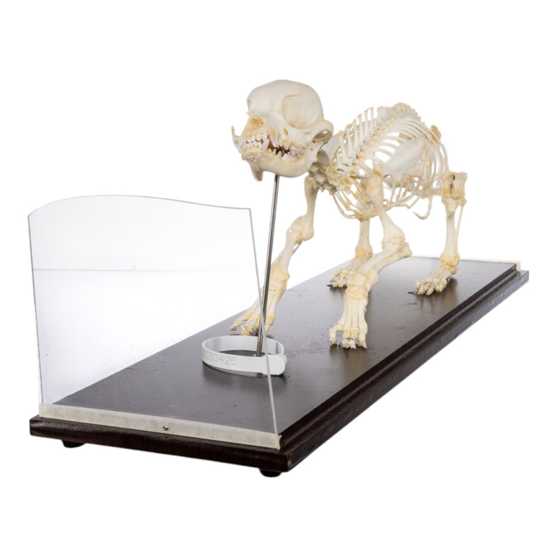 Real Domestic Dog Skeleton - Economy