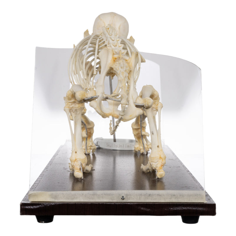 Real Domestic Dog Skeleton - Economy