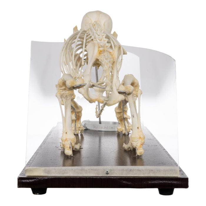 Real Domestic Dog Economy Skeleton