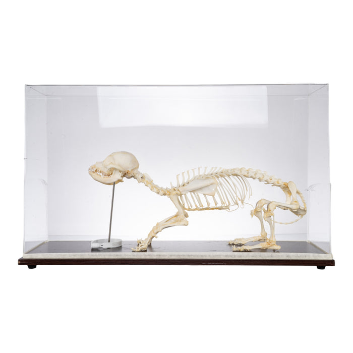 Real Domestic Dog Economy Skeleton