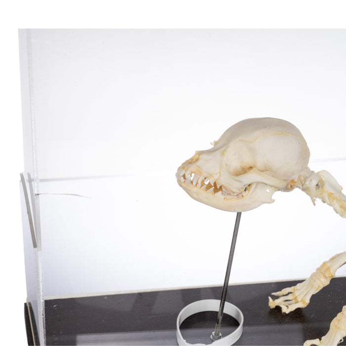 Real Domestic Dog Economy Skeleton