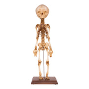 Real Research Quality Human Fetal Articulated Skeleton on Stand