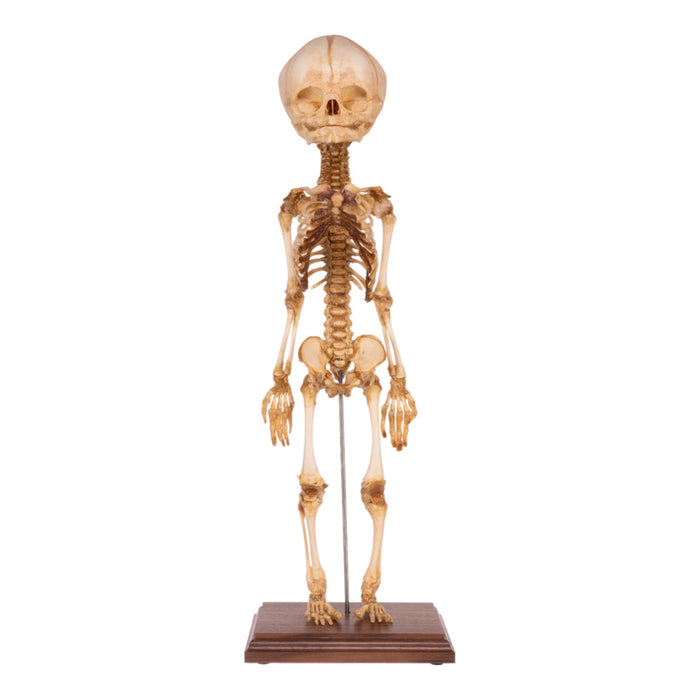 Real Research Quality Human Fetal Articulated Skeleton on Stand