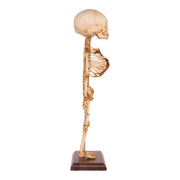 Real Research Quality Human Fetal Articulated Skeleton on Stand