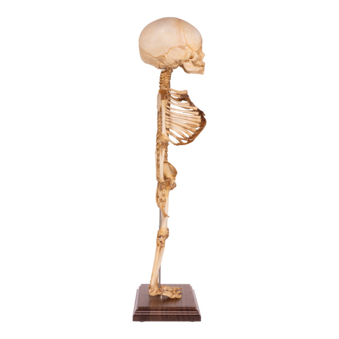 Real Research Quality Human Fetal Articulated Skeleton on Stand