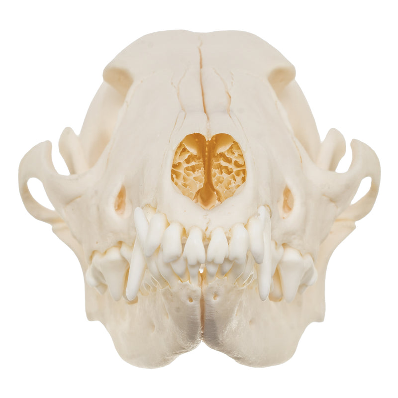 Real Black-backed Jackal Skull