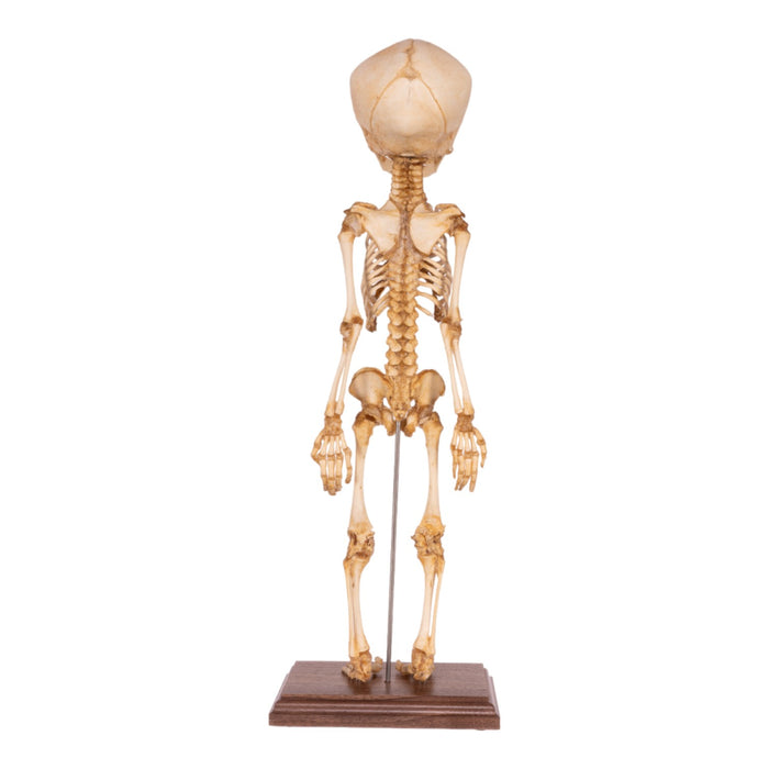 Real Research Quality Human Fetal Articulated Skeleton on Stand