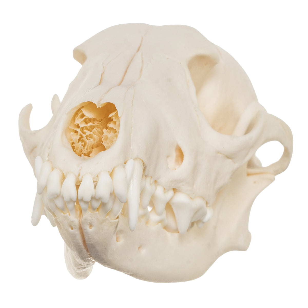 Real Black-Backed Jackal Skull For Sale — Skulls Unlimited
