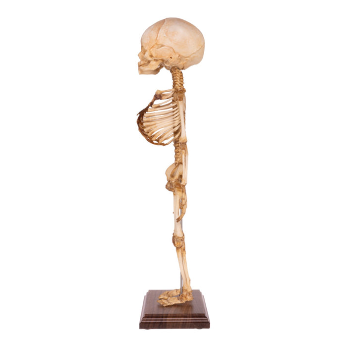 Real Research Quality Human Fetal Articulated Skeleton on Stand