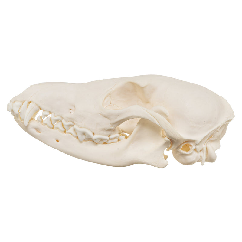 Real Black-backed Jackal Skull