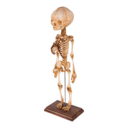 Real Research Quality Human Fetal Articulated Skeleton on Stand