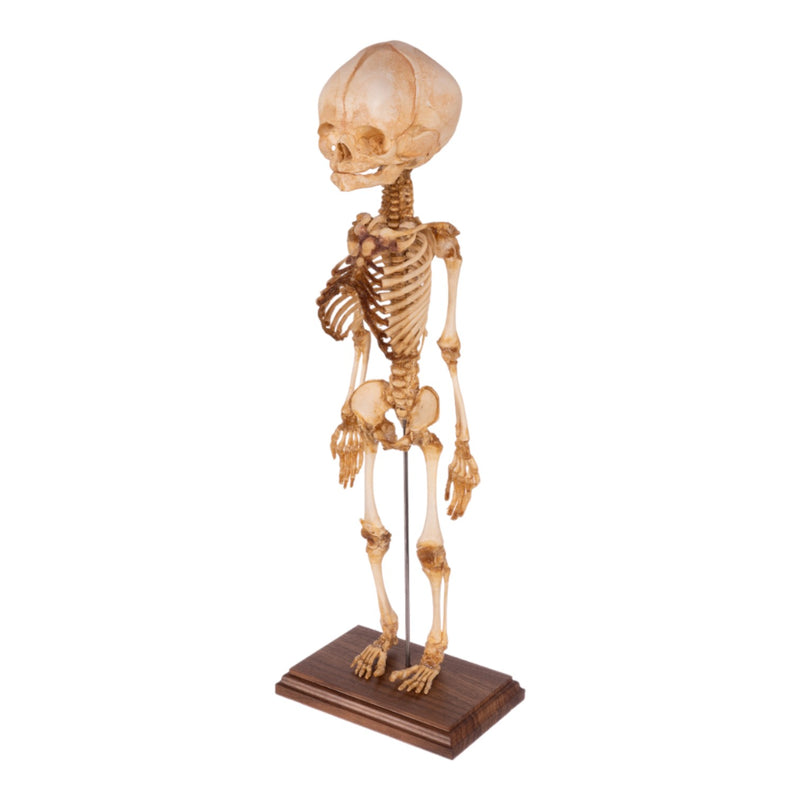 Real Research Quality Human Fetal Articulated Skeleton on Stand