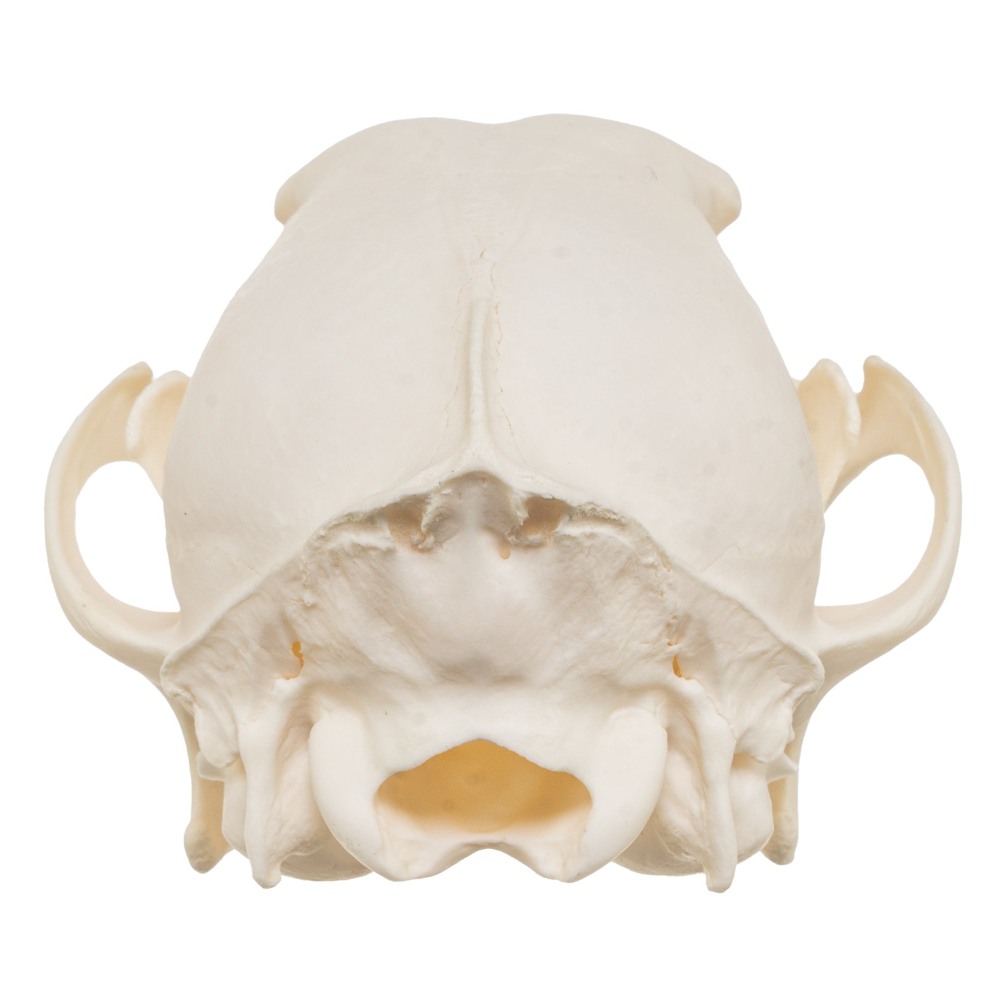 Real Black-Backed Jackal Skull For Sale — Skulls Unlimited